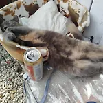 Nadashaz 기에네스디아스